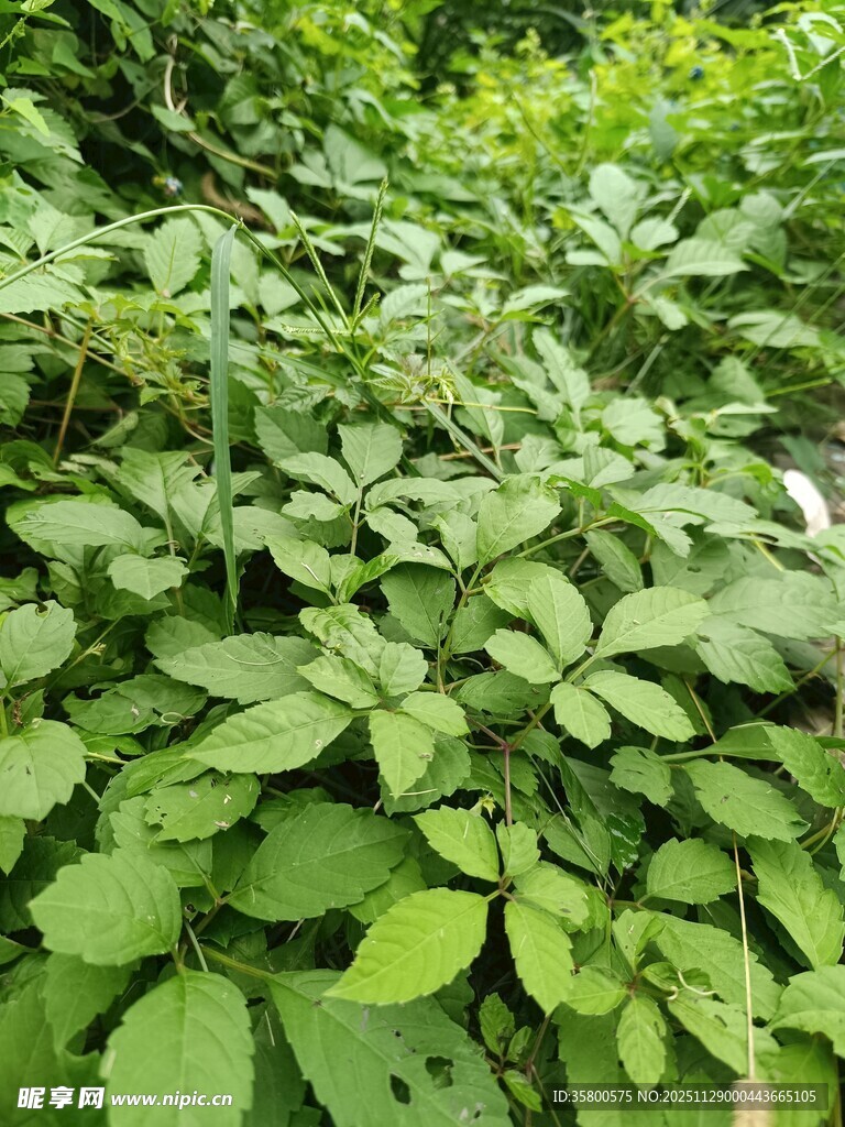茂密绿叶植物景观