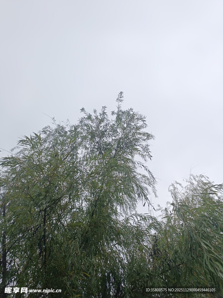 天空下的葱郁树木