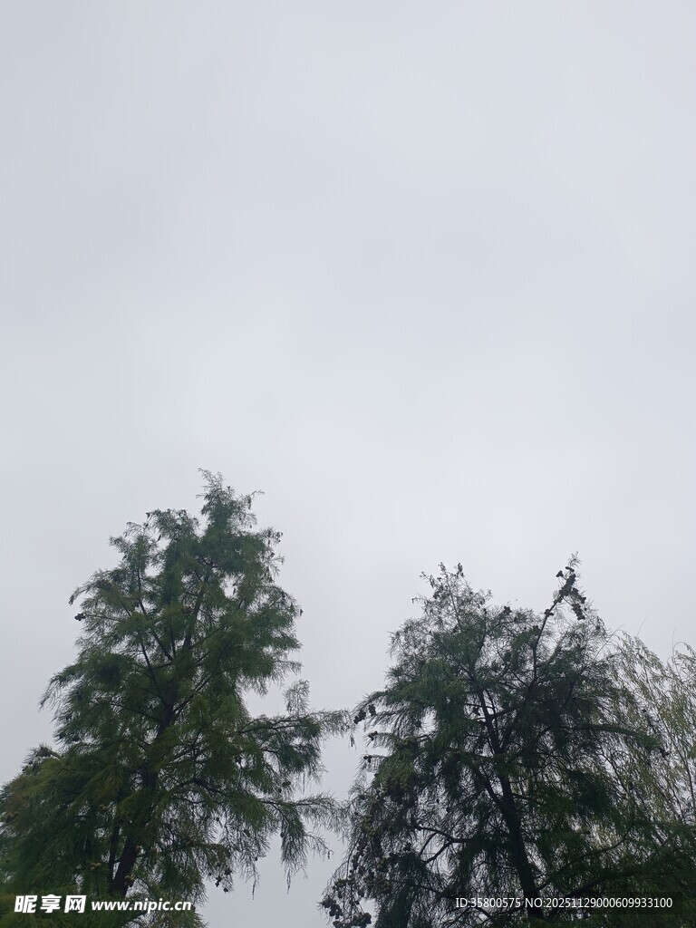 阴天中的两棵树木