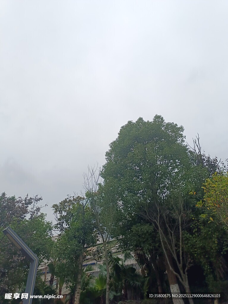 阴天中的葱郁树木