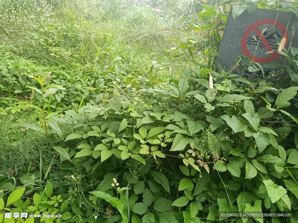 雾中繁茂绿植景观