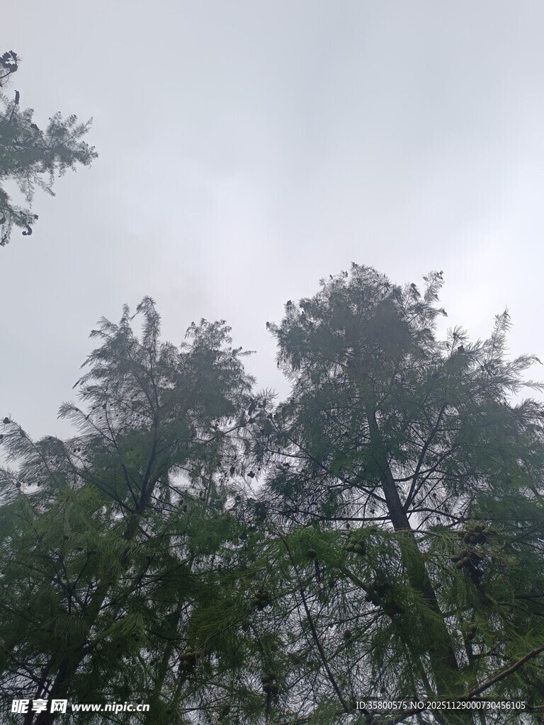 雨中树木景象