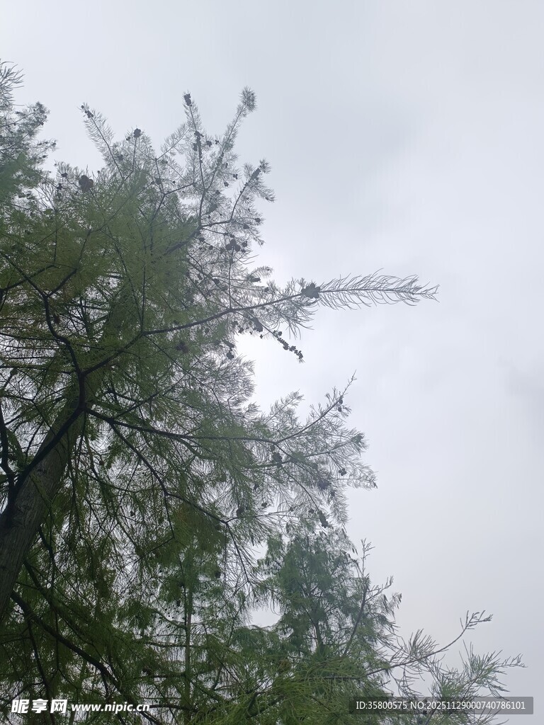 仰视下的挺拔绿树