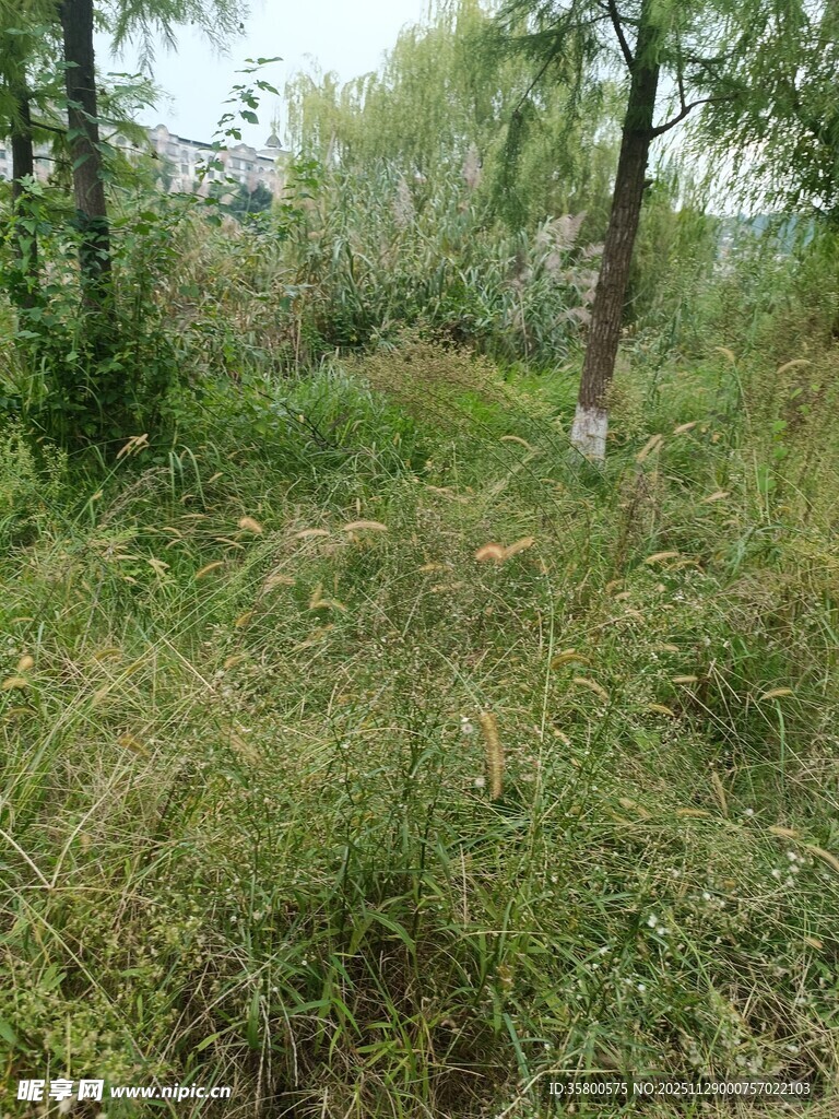 野外茂密草地与树木景观