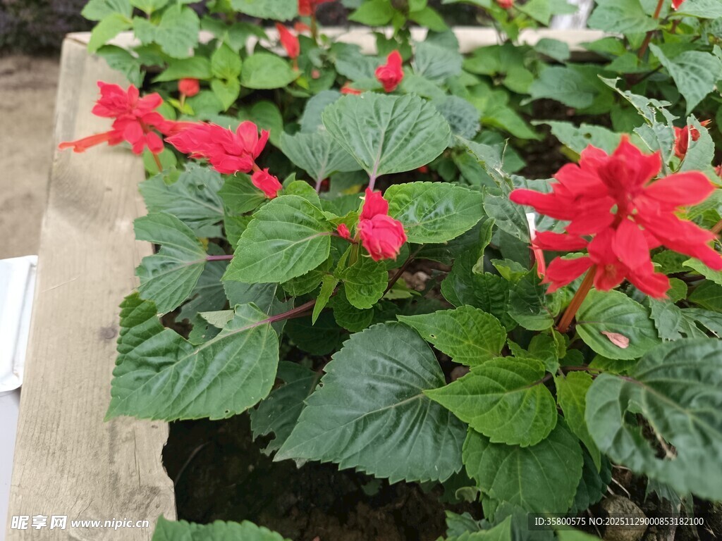 鲜艳一串红盆栽花卉