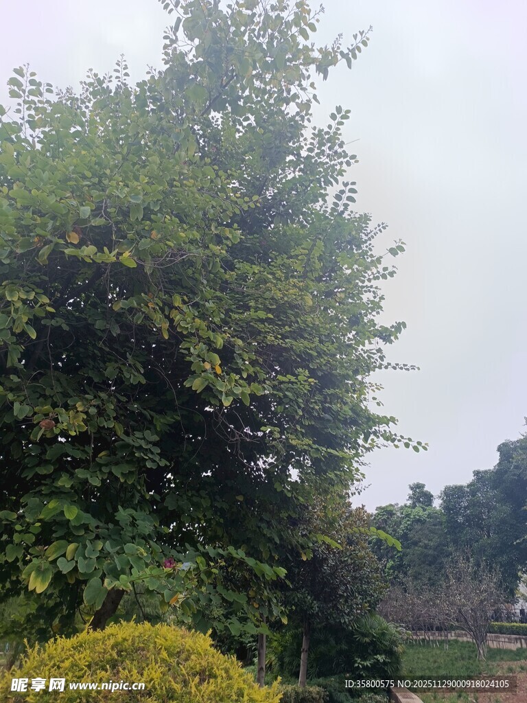 户外葱郁树木景观