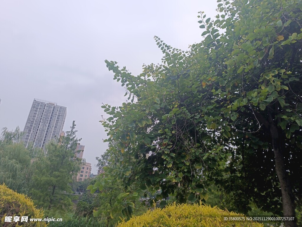 城市中葱郁的绿植景观