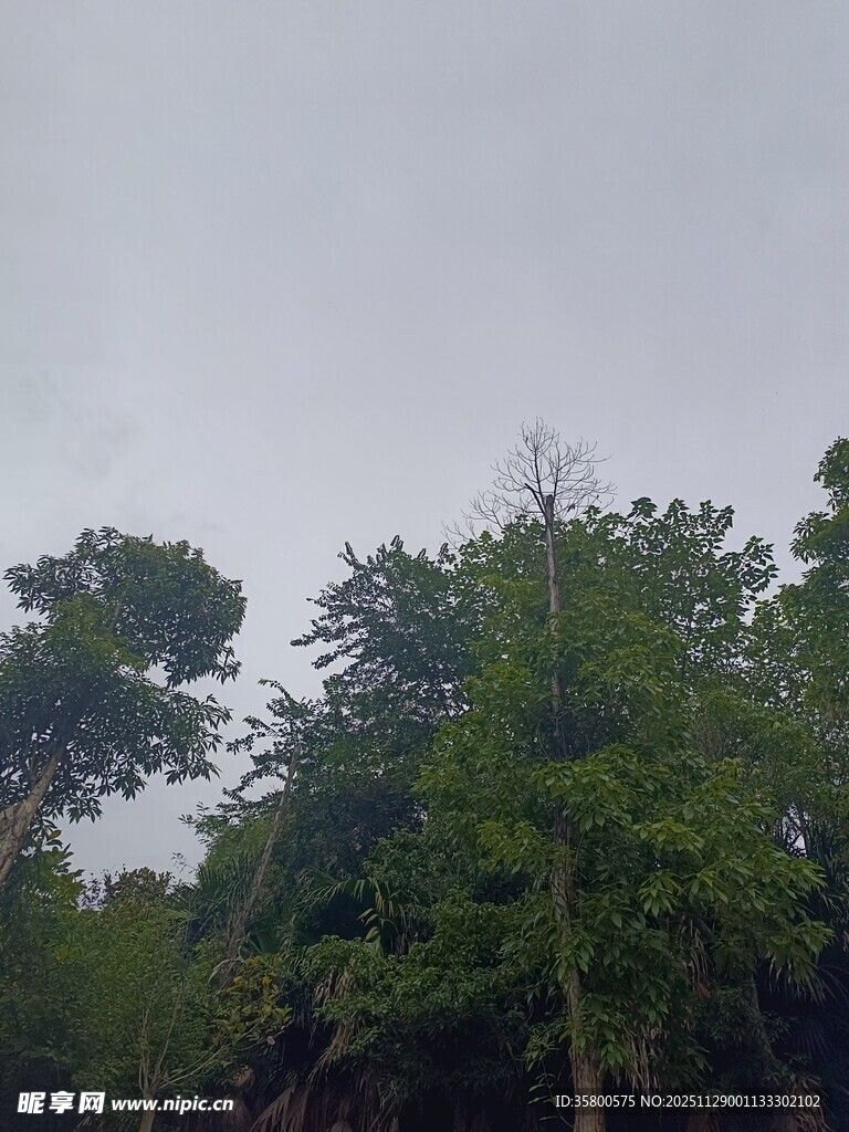 茂密树林的天空景象