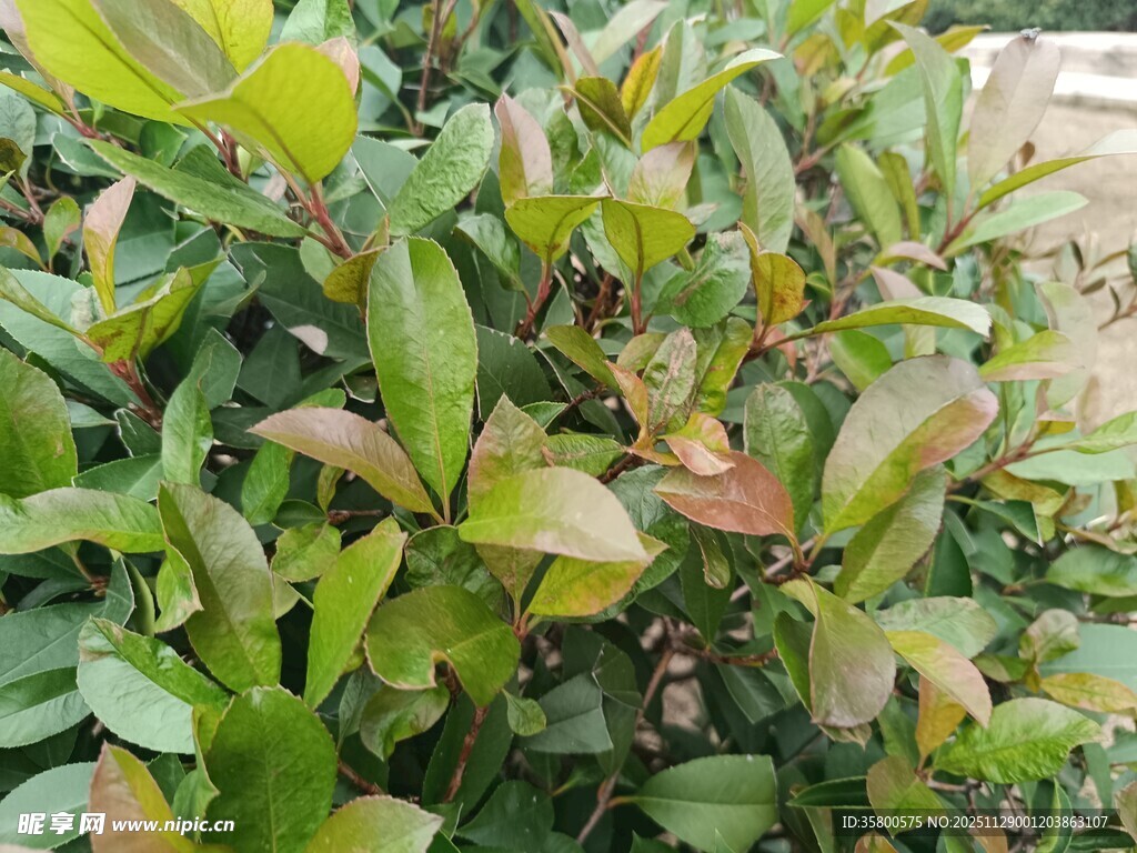 绿叶繁茂的植物景观