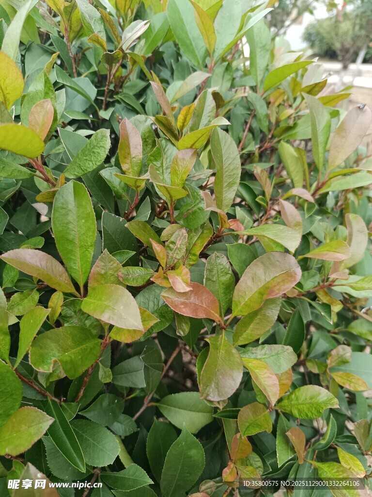 绿叶繁茂的植物景观