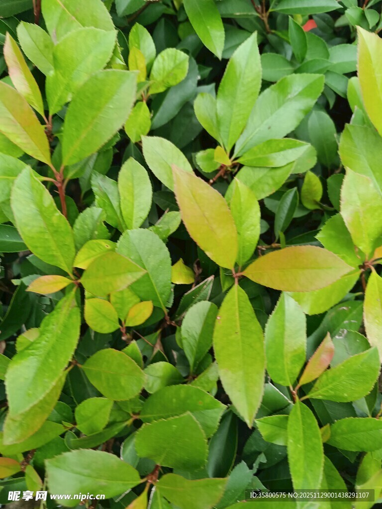 翠绿繁茂的植物叶片