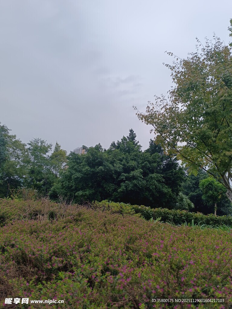 野外草地树林景观