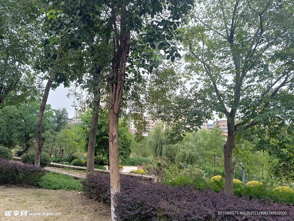 公园绿树成荫的自然景致