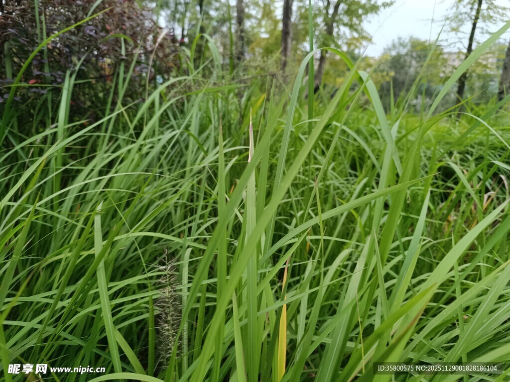 野外茂盛的绿色草丛
