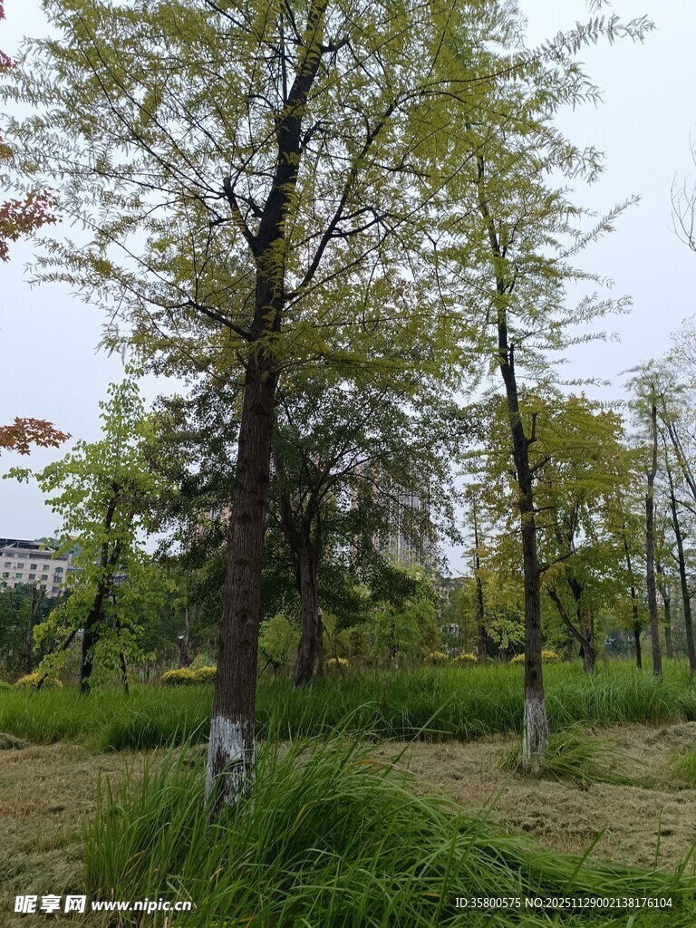 林间树木与草地景致