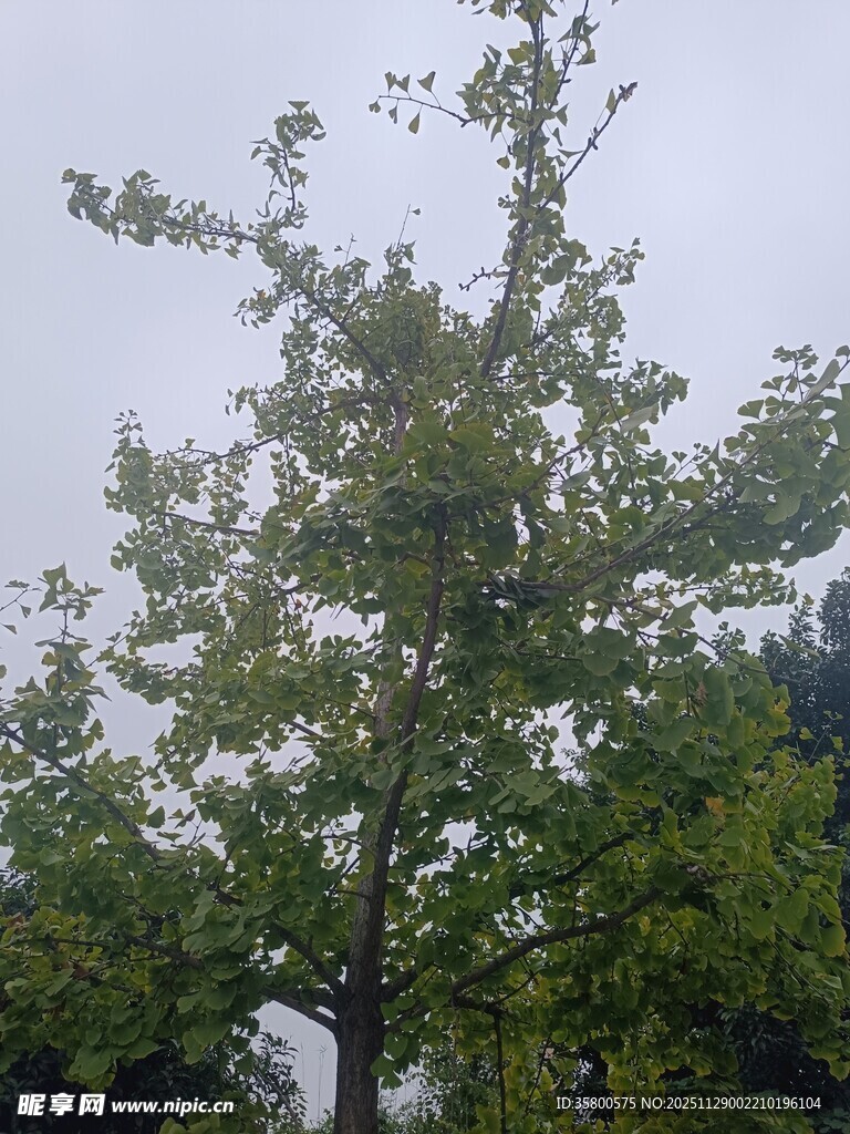 绿叶繁茂的高大树木