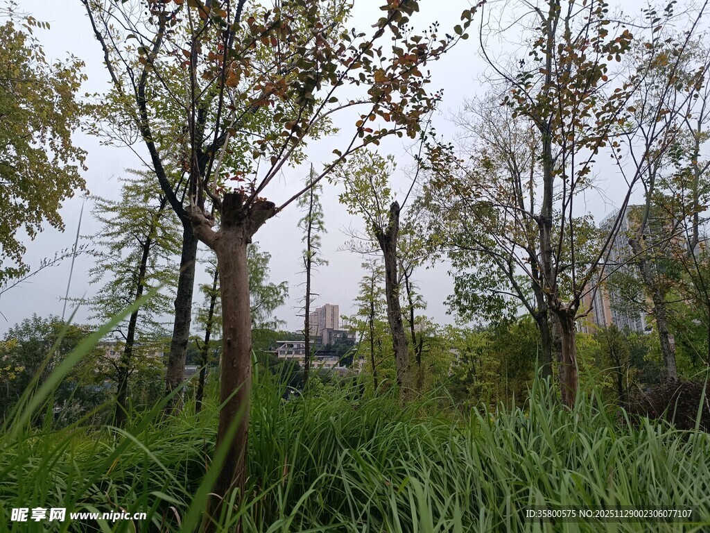 郊外树木与繁茂草地景观