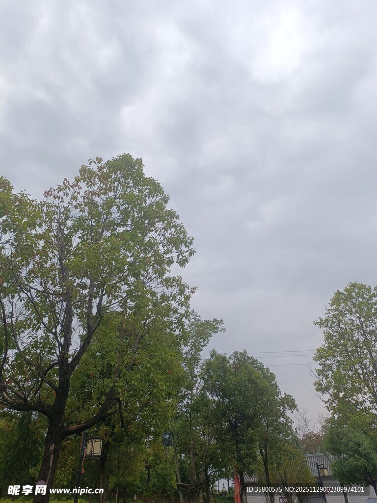 阴天里的葱郁树木
