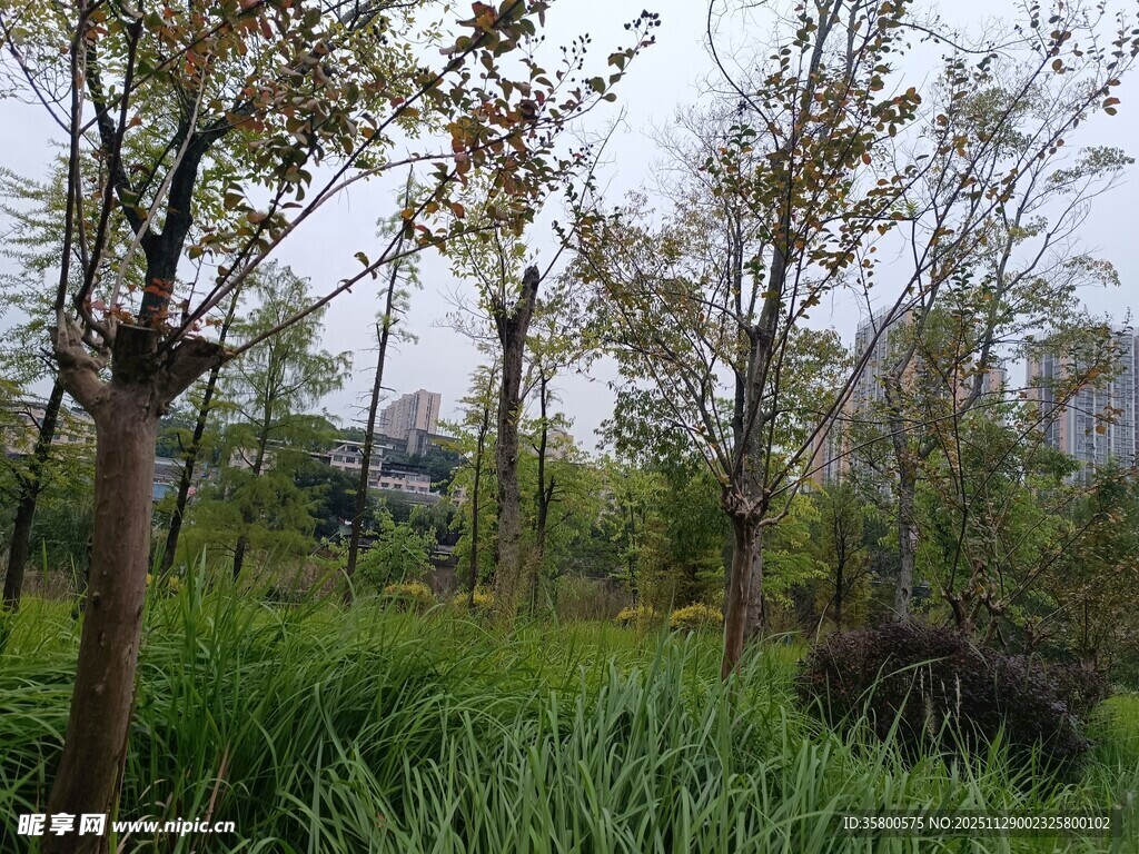 春日树林中的绿植与树木