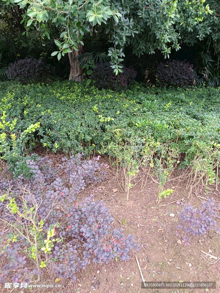 花园中的多彩植物景观