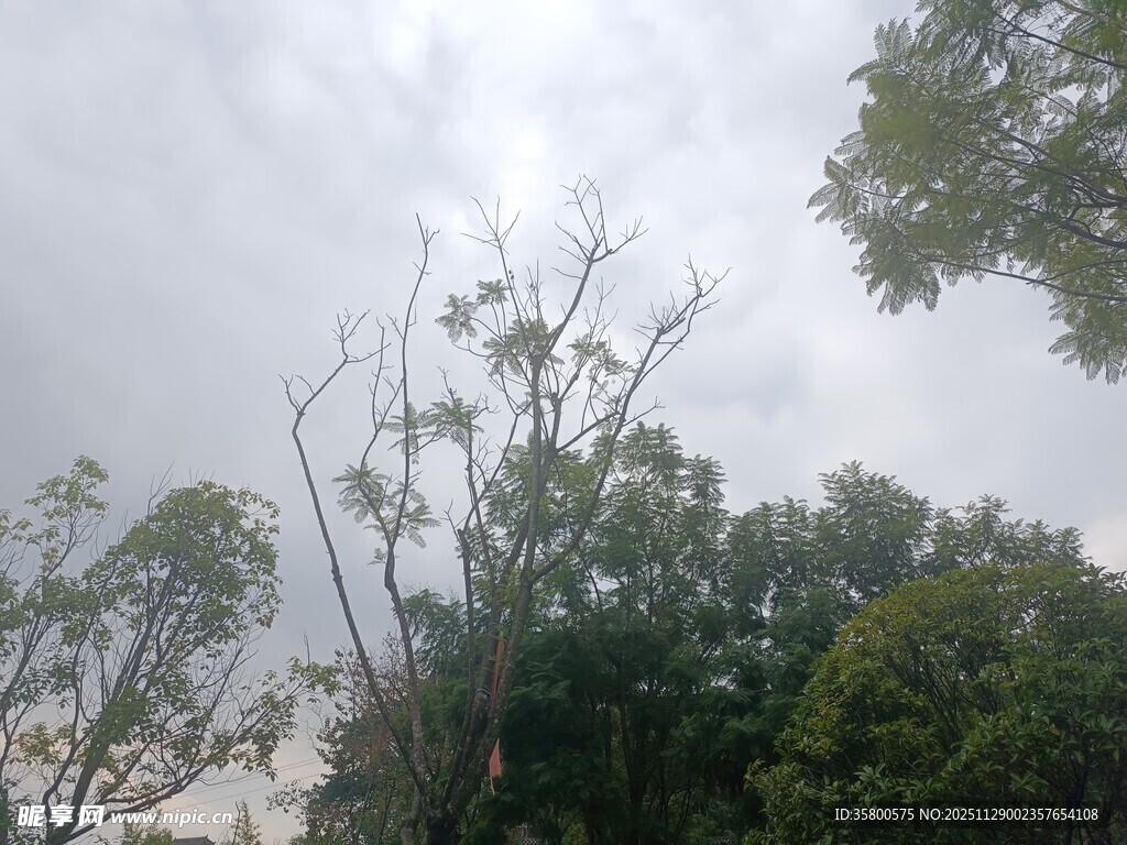 阴天中的树木景观