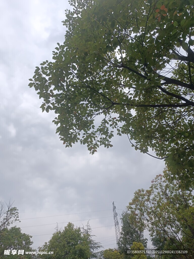 阴天里的繁茂绿树