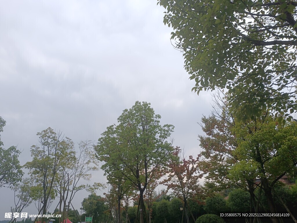 户外绿树成荫的自然景象