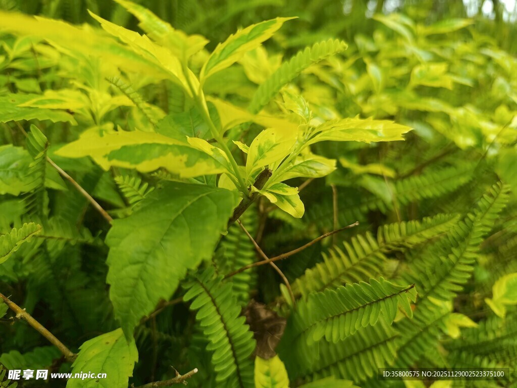 翠绿繁茂的植物景观