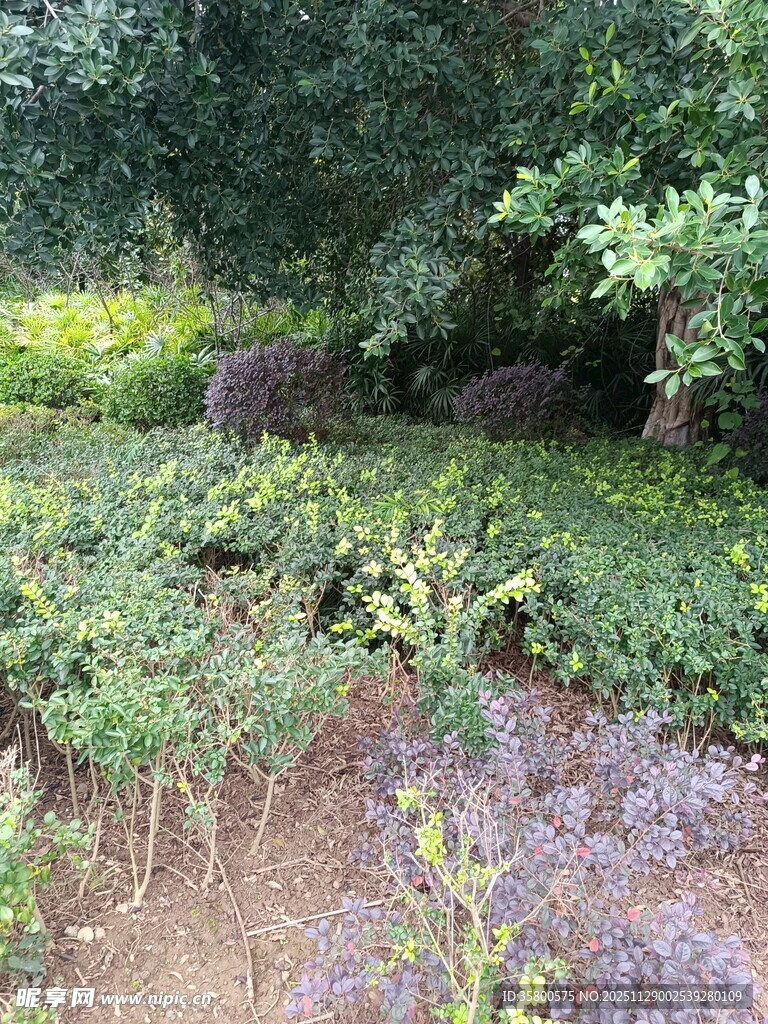 多彩绿植景观