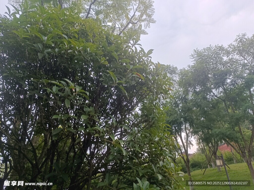 绿意盎然的户外树木景观