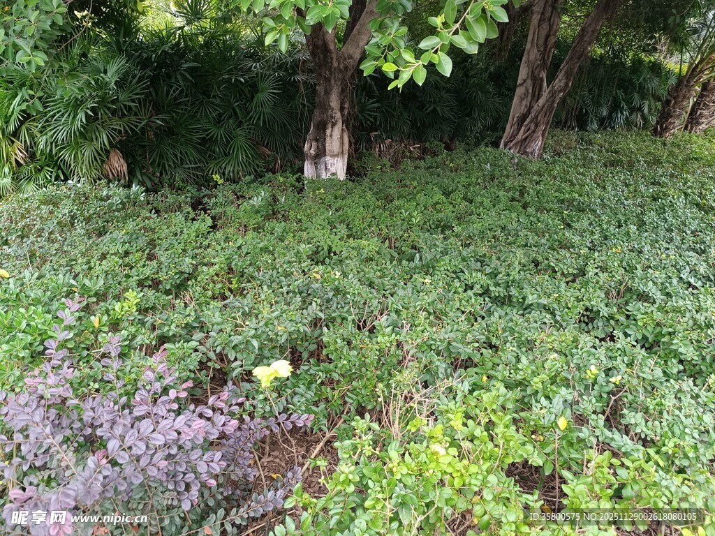 繁茂绿植覆盖的林间景象