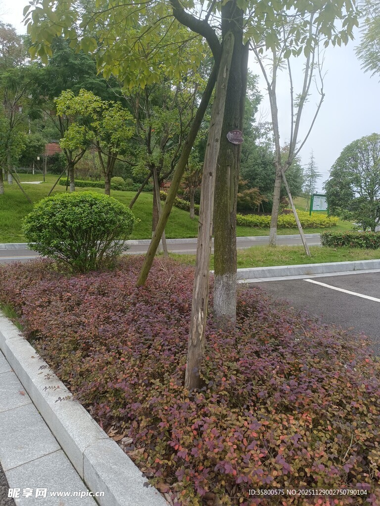 路边绿植景观