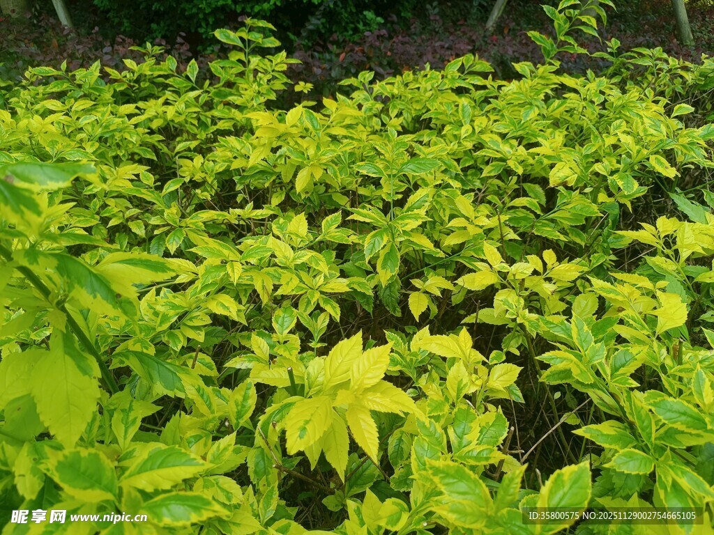 翠绿繁茂的植物景观