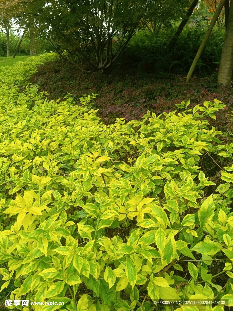 翠绿覆地植物生机勃勃