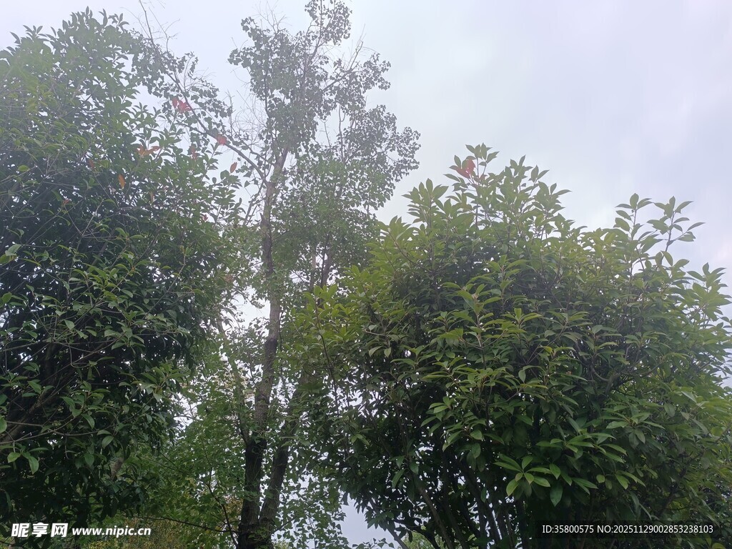 茂密树林中的绿意景象