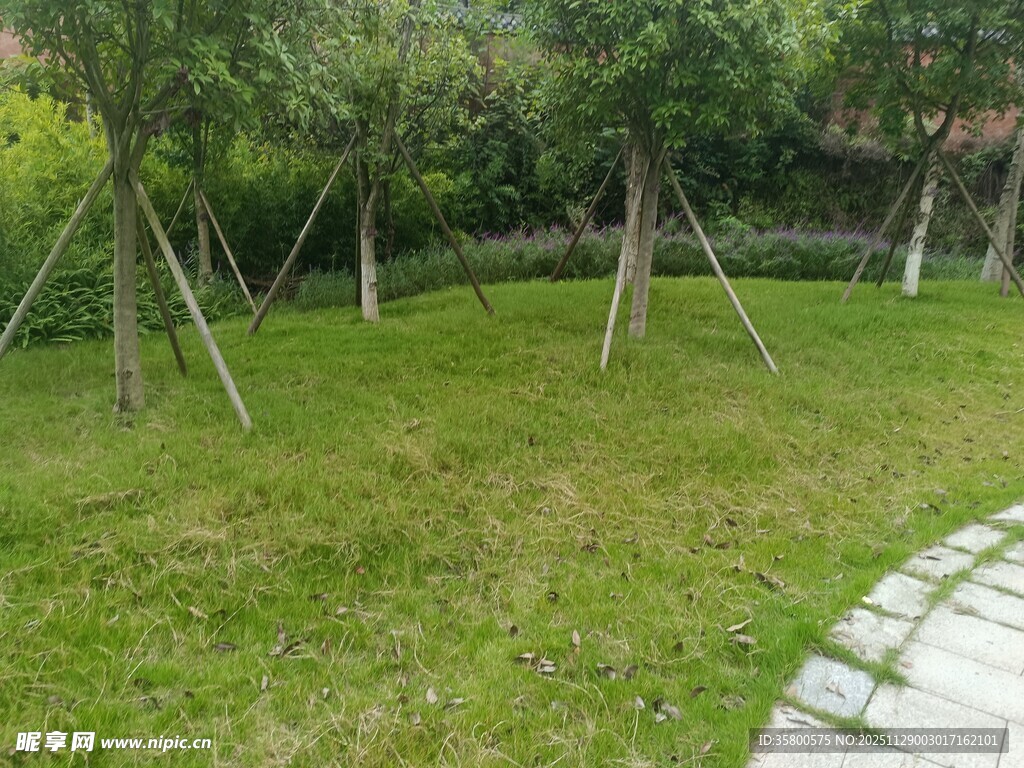 户外绿意盎然的草坪景观