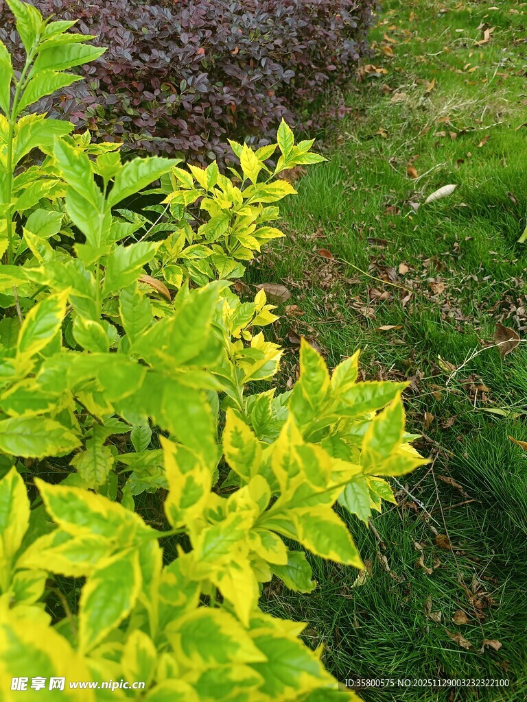 翠绿斑斓的多彩植物