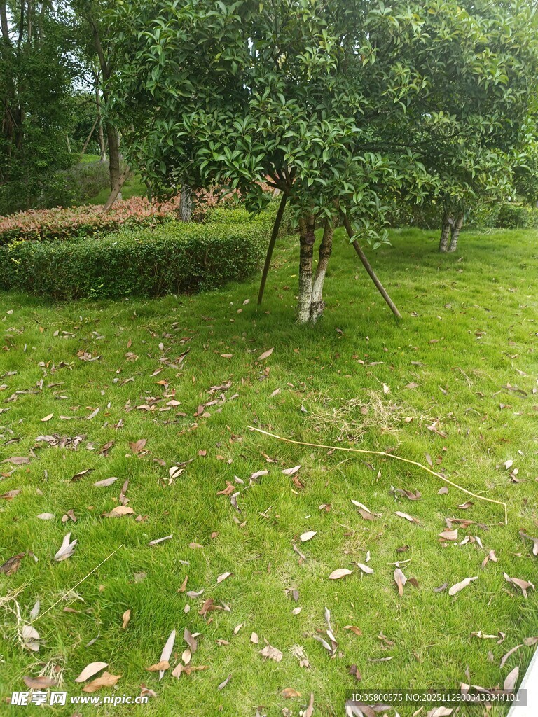 绿意盎然的草地与树木