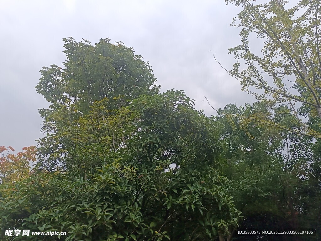 茂密树林中的绿意景致