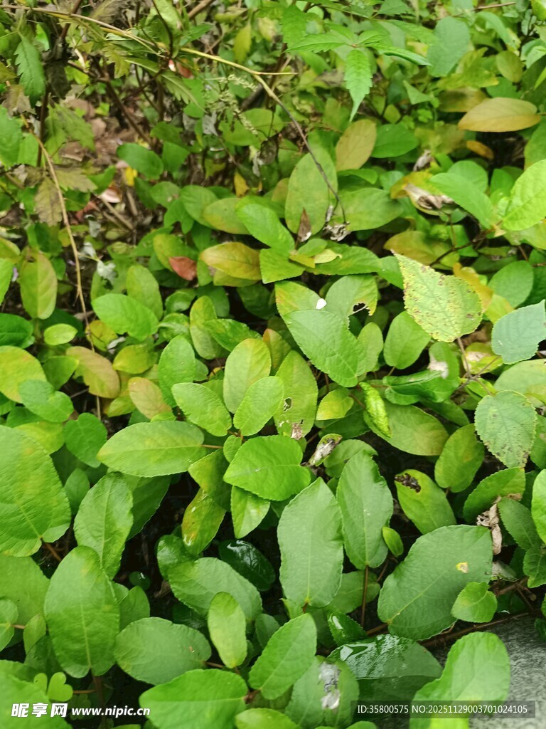 翠绿繁茂的绿叶植物