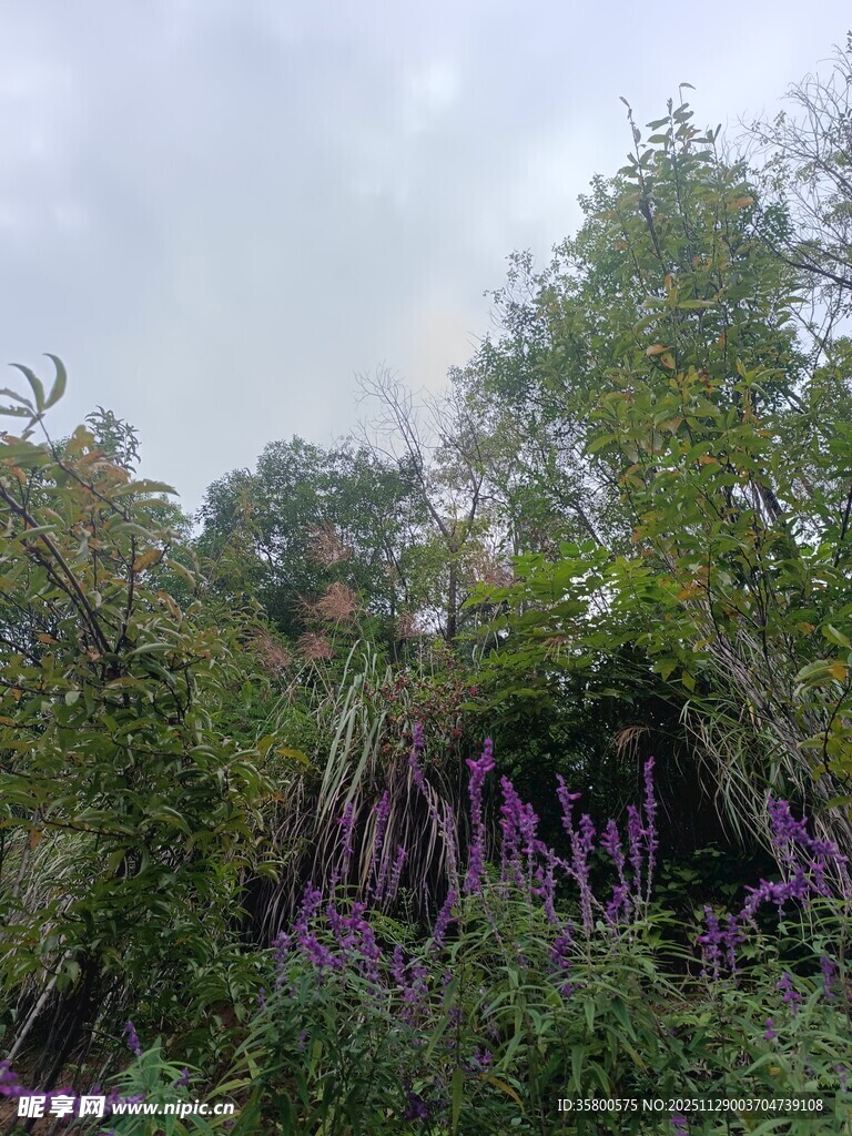 繁茂绿植中的紫色花卉