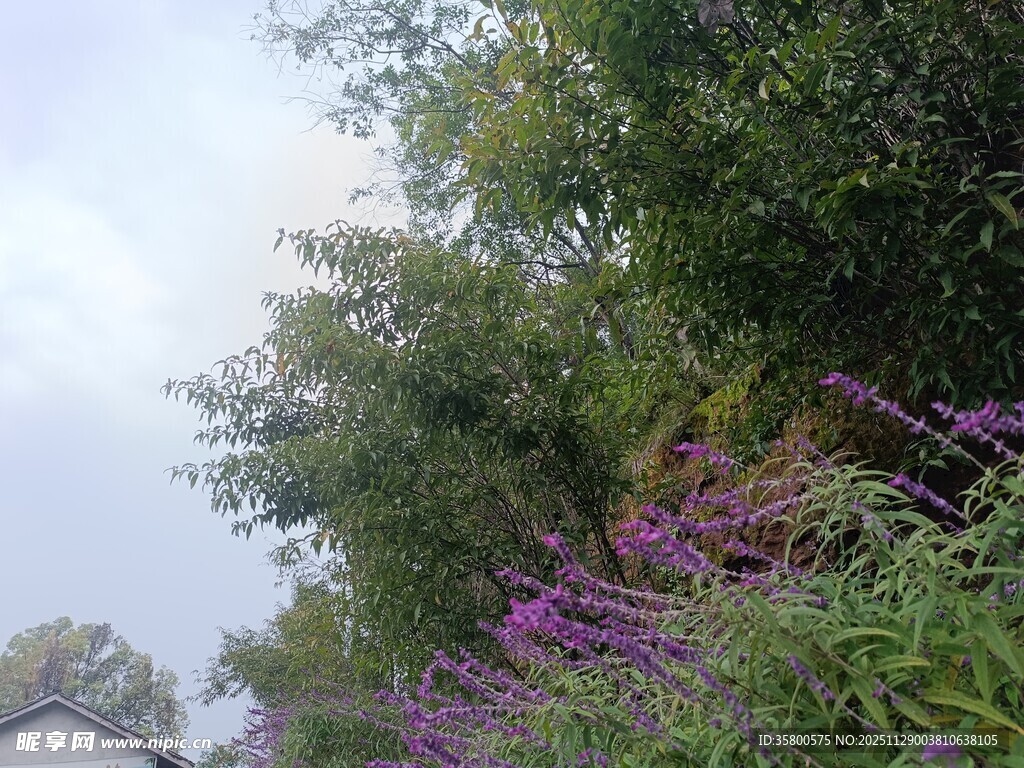 户外繁茂植物与紫色花卉