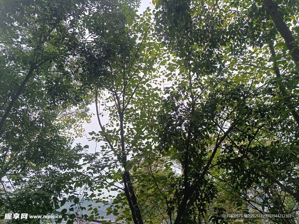 茂密树林中的绿意景象