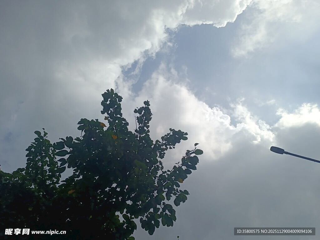 乌云下的树梢与路灯