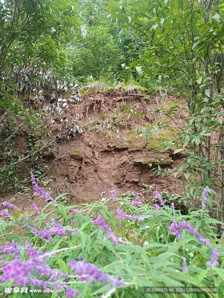 野花盛开的自然土坡景观