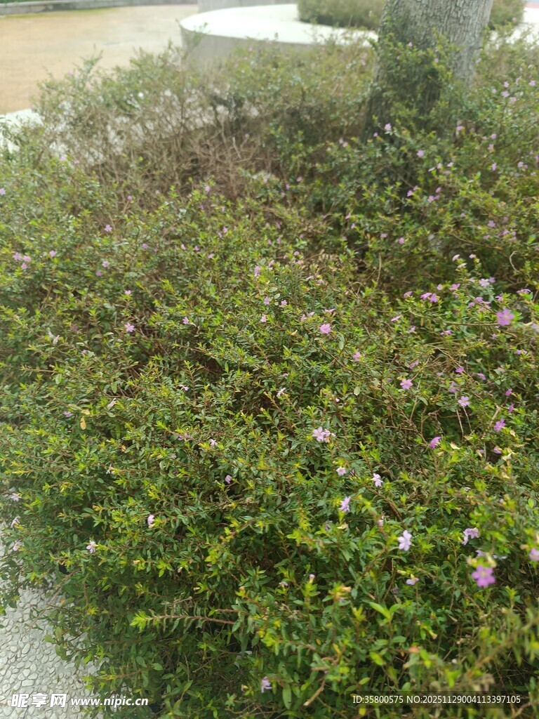 绿叶繁茂繁花点缀的灌木