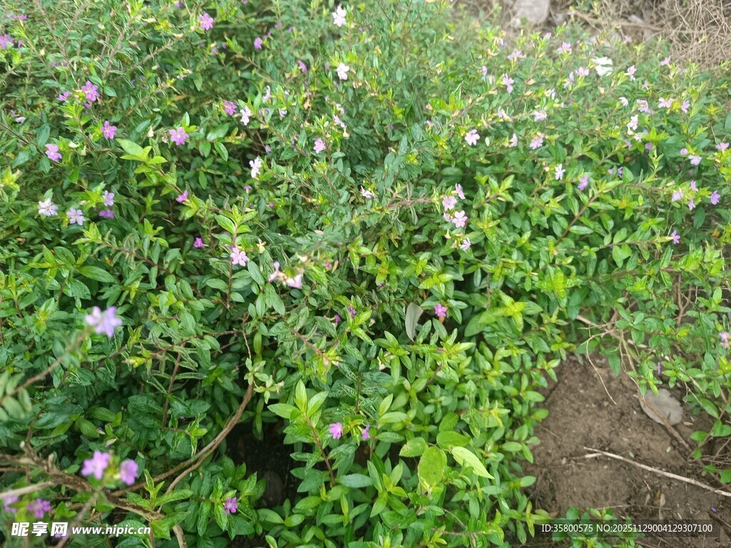 繁茂绿植中的紫色小花