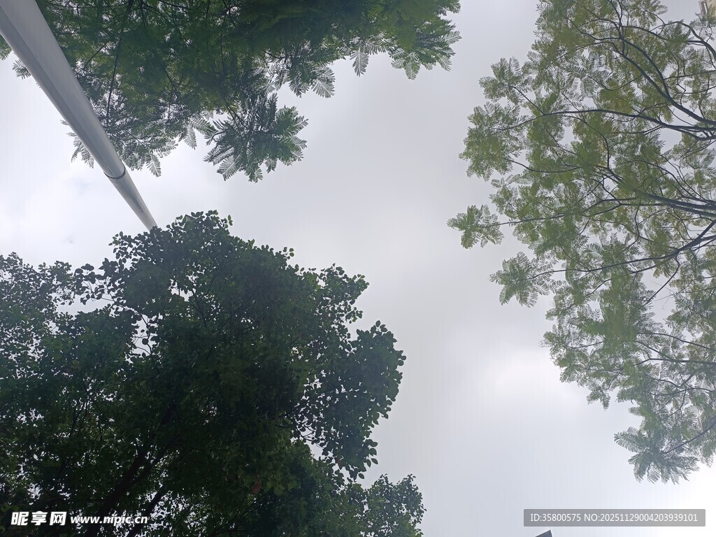 仰视茂密树林树冠