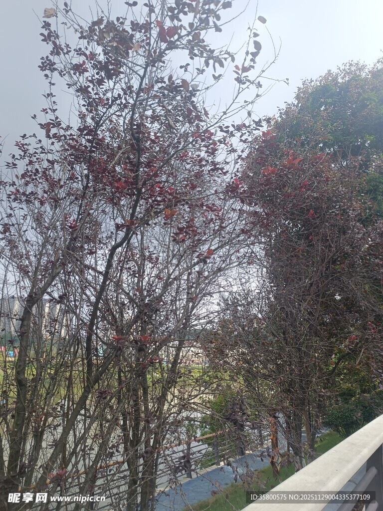 春日繁花树木景致