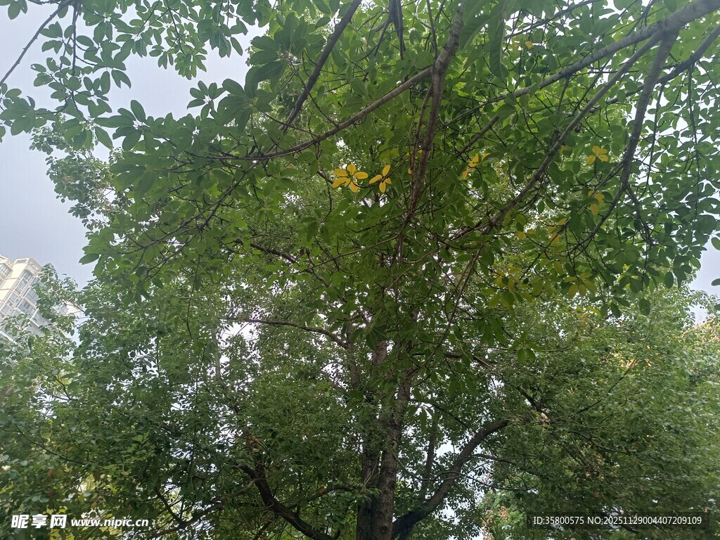 繁茂绿树展现自然生机